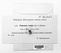 Asteromella celtidis image